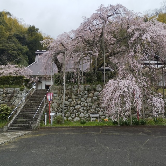 ワンショット 2025：寒の戻りは大変厳しかった、明日からは平年並みに戻りそう、しだれ桜が五分咲き程に
4月2日