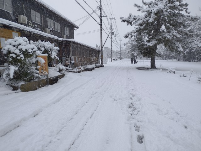 ワンショット 2025：そんなに多くではないですが毎日雪が降ってます　　　　　　2月24日　7：00