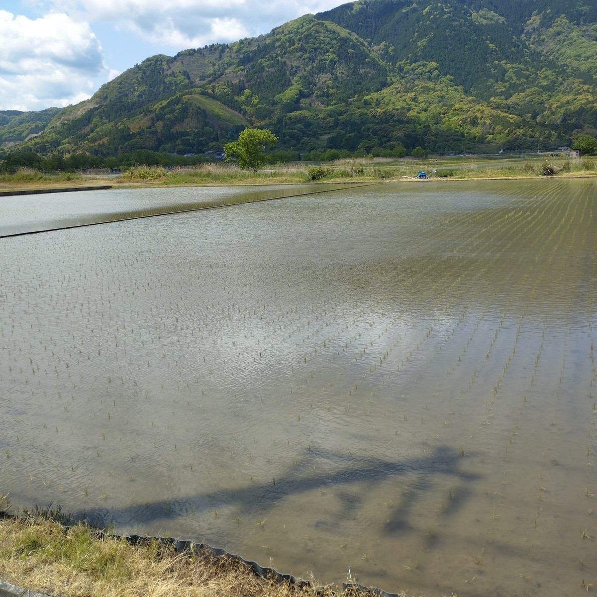 ワンショット 2025：この連休で水田が緑のジュウタンになりました、天候に恵まれ豊作になって欲しい！！