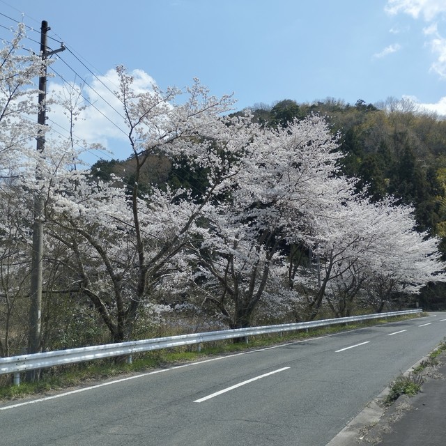 ワンショット 2025：舞鶴の桜も満開になりました。　　　　　　　　　　　　　　　4月7日
