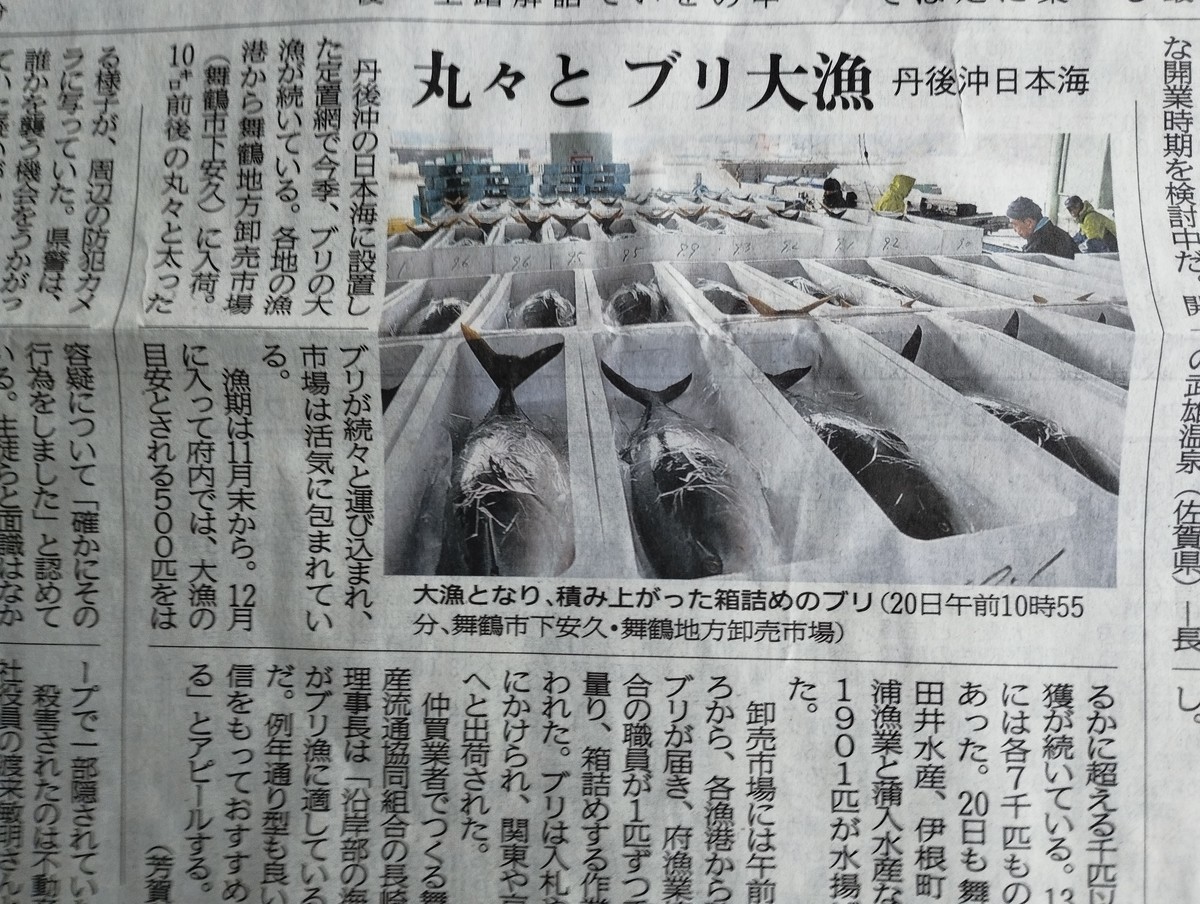 ワンショット 2024：日本海の定置網に大量の寒ブリ！！