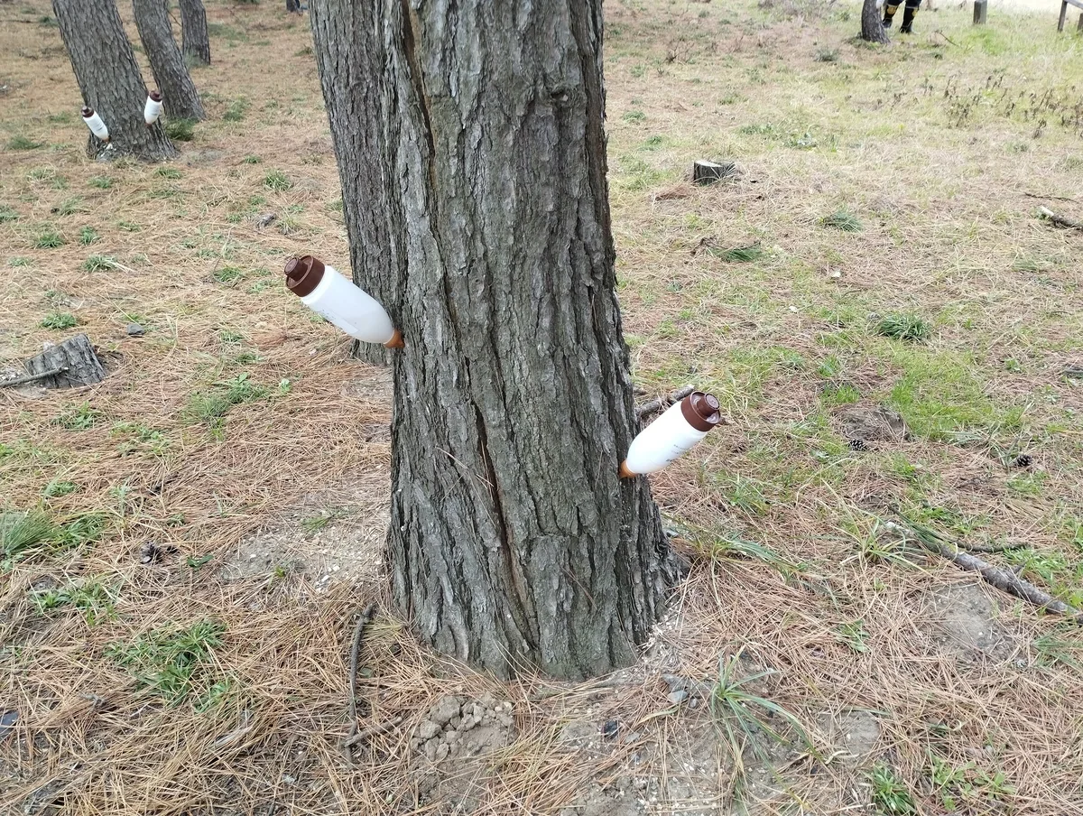 ワンショット 2024：今年も松の樹幹注入に行ってきました、枯れ松が本当に多いです。