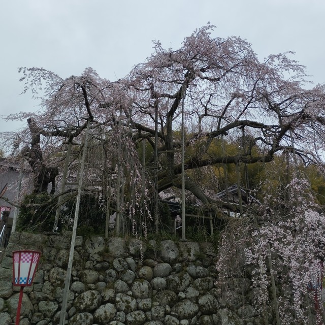 ワンショット 2025：寒の戻りは大変厳しかった、明日からは平年並みに戻りそう、しだれ桜が五分咲き程に
4月2日