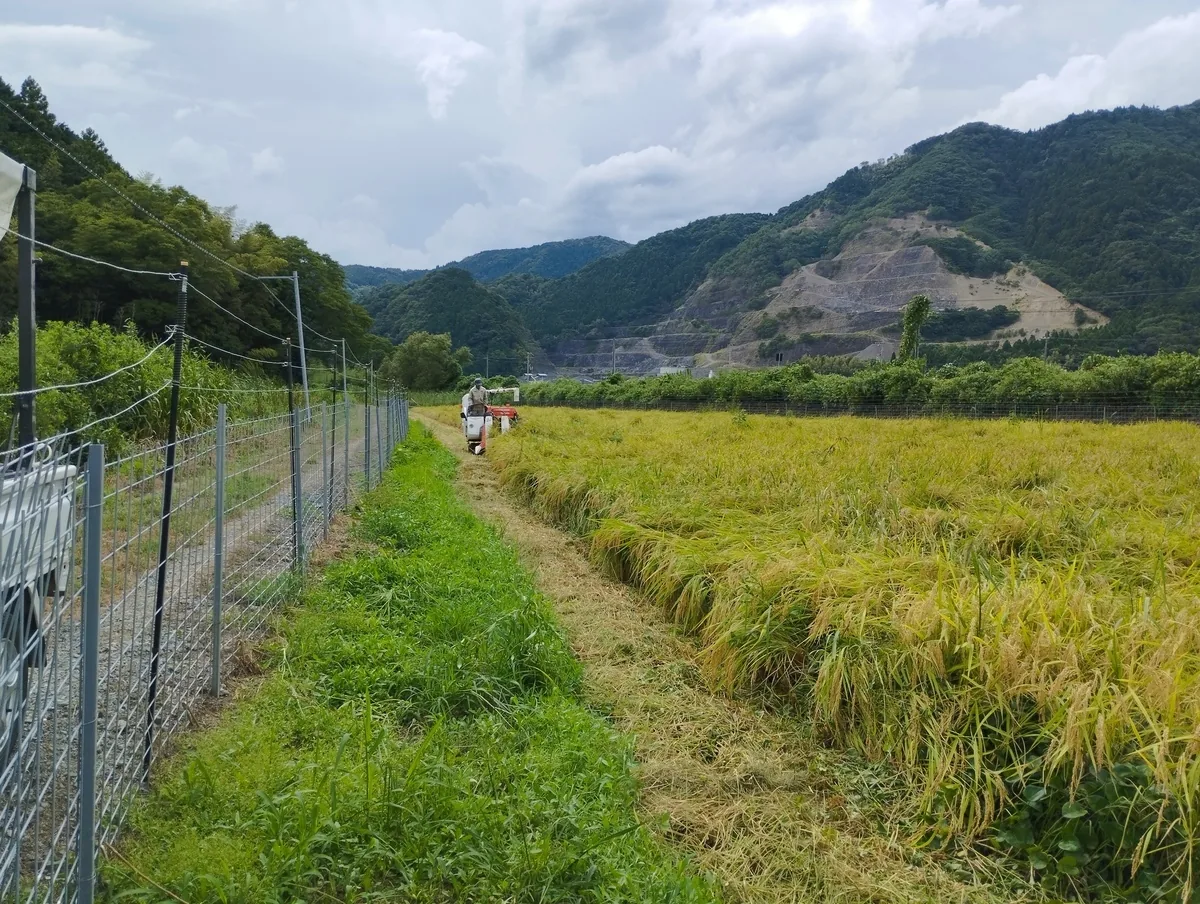 ワンショット 2024：台風の影響で遠く離れた場所でも大雨が、雲の流れとにらめっこしながら稲刈りを！
8月30日