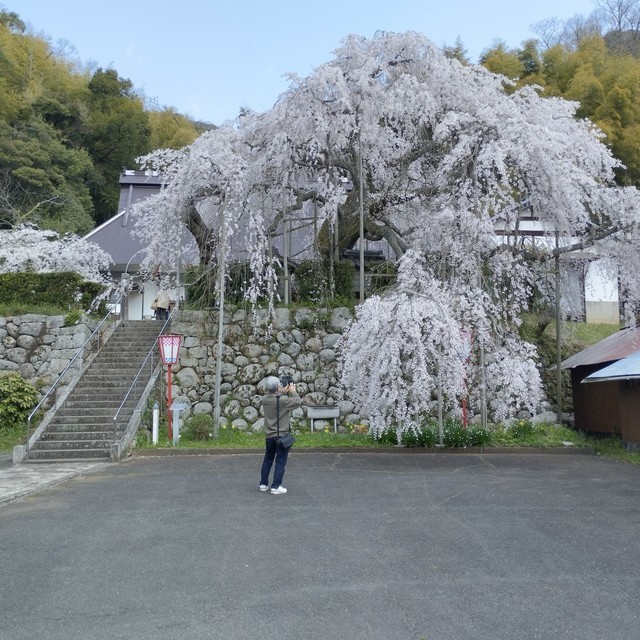 ワンショット 2025：舞鶴の桜も満開になりました。　　　　　　　　　　　　　　　4月7日