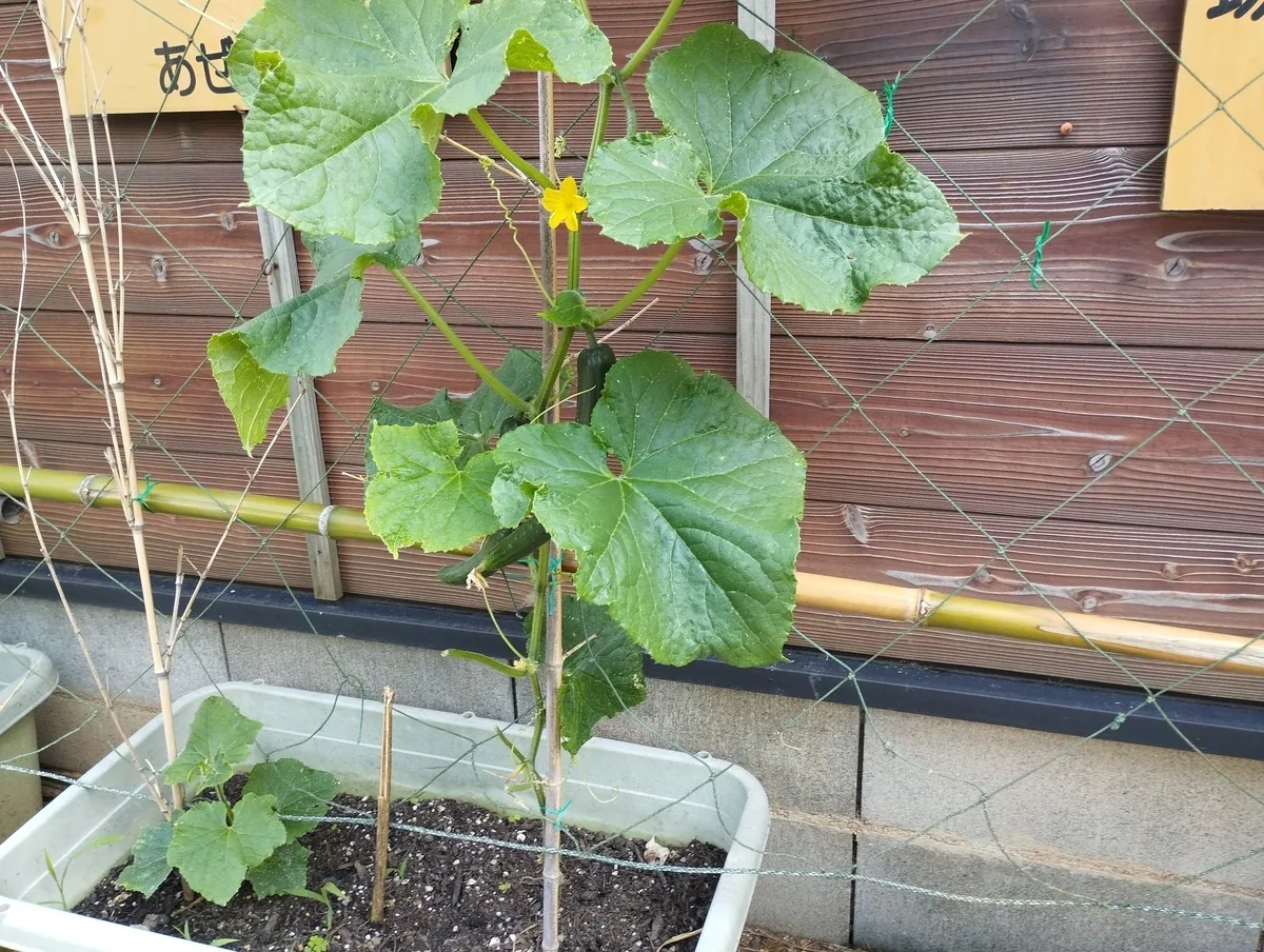 ワンショット 2024：5月24日に植えたキュウリが初めてなりました。　　　　　　6月24日