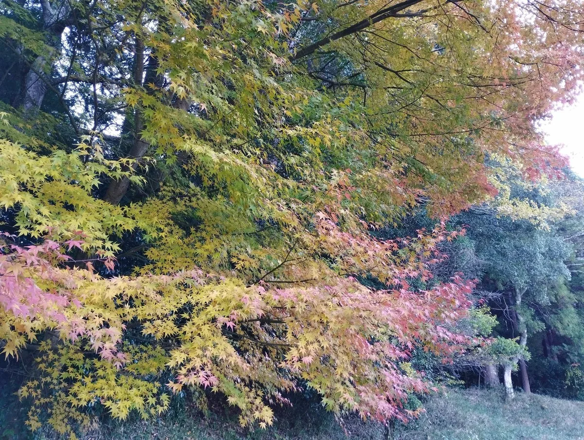ワンショット 2024：今年は大変遅い紅葉でした　　　　12月2日